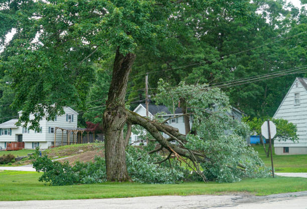 Best Tree Trimming and Pruning  in USA